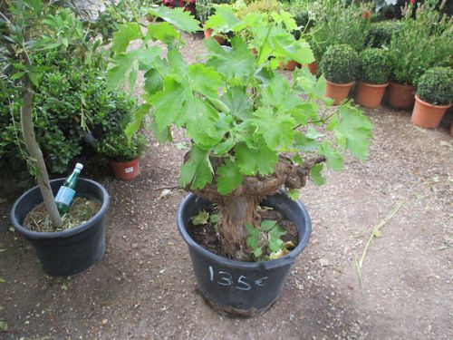 古いブドウの木！　135Eurosは、お買い得！？