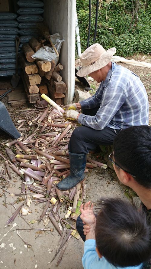 裏山で収穫したタケノコの皮を、竈の前でむく