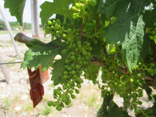 お花が散った後には、すでにちっちゃなブドウたちができています