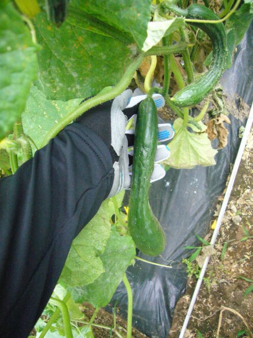 キュウリ、取ります！