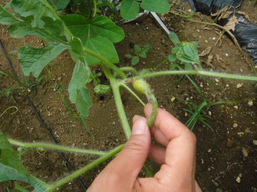 こちらがスイカ。これが大きくなるそうです