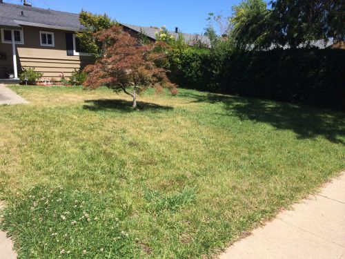 枯れている箇所が出てきました。ご近所さんでも同様の感じ