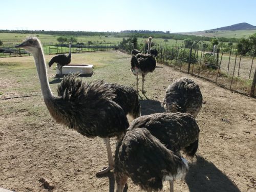 ダチョウは世界最大の鳥類で、体長は2メートル、体重は100キロを超えます