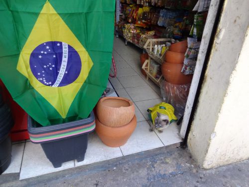 サンパウロ市の行く末を見守るブラジルカラーの服を着たペットショップの猫