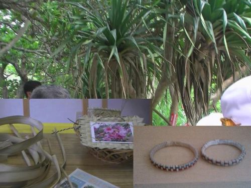 小笠原の固有種、タコノキを加工して小物を作ったりするタコノハ細工は名物。右下が、お土産屋でキットを買い、帰りの船の中で作ってきたタコノハのブレスレット2本