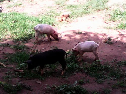 豚を育てているのはクリスチャンコミュニティーの地域のみ。