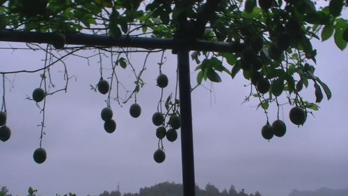 6月はパッションフルーツが旬、小笠原のフルーツに関しては、次回詳しく紹介いたします。