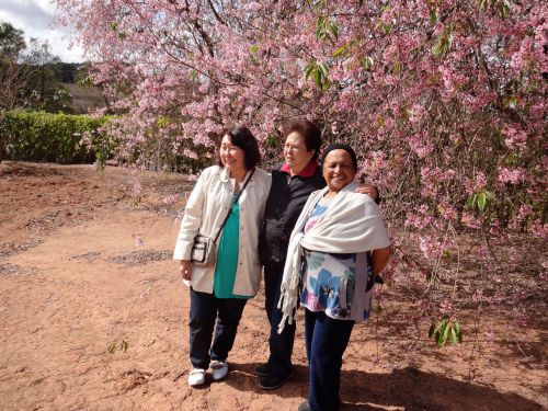 サンパウロ市近郊の私邸に咲くヒマラヤザクラの前で記念撮影する女性たち