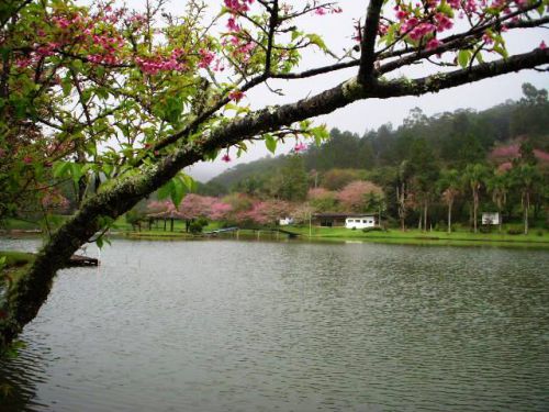 サンパウロ市近郊の私邸に咲く沖縄桜