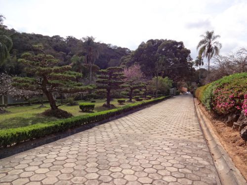 サンパウロ市近郊の私邸に咲くヒマラヤザクラと和風な庭園