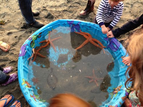 子供用プールに放たれた地元の海の生き物たち