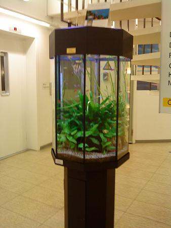 公共病院のエントランスに熱帯魚水槽