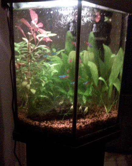 ちなみにこれは、我が家の熱帯魚水槽