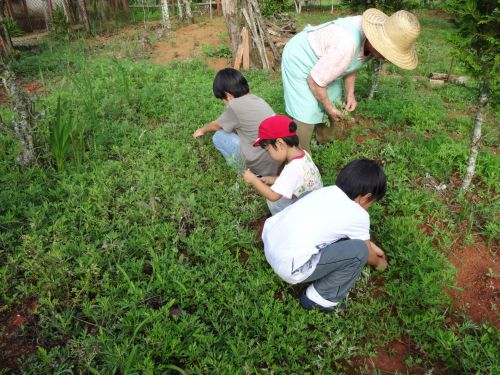 サンパウロ近郊の農園でヨモギをつむ