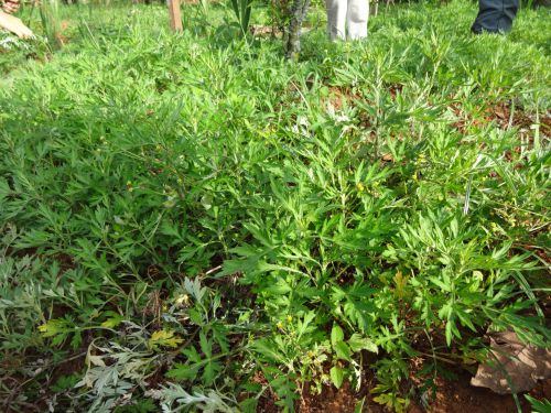 サンパウロの日本人の農園に繁茂するヨモギ