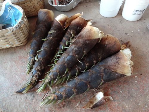 サンパウロ郊外の日本人の裏庭で収穫したタケノコ