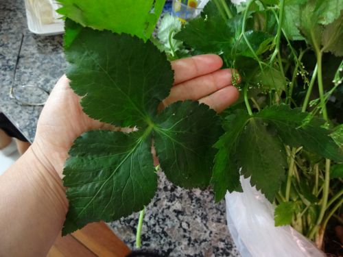 日本の種なのにサンパウロでビックサイズに成長した三つ葉