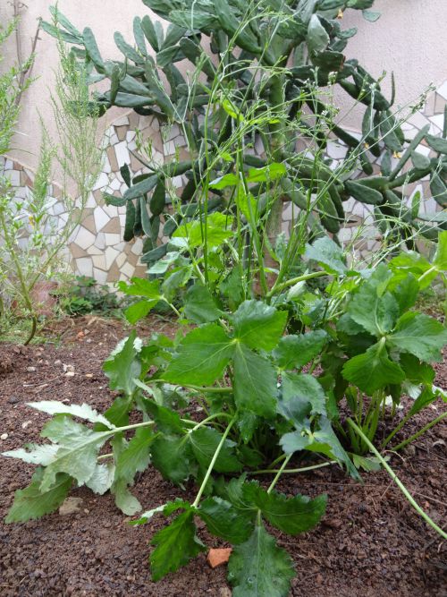 サンパウロの庭の土に植えられた三つ葉