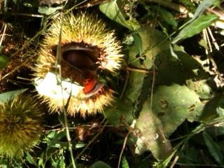 懐かしいの日本の栗たち