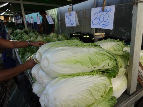 サンパウロの露天市で販売される白菜