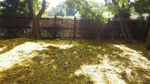 黄色いカーペット