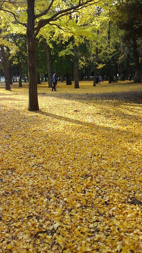 どこまでも続く黄色のじゅうたん