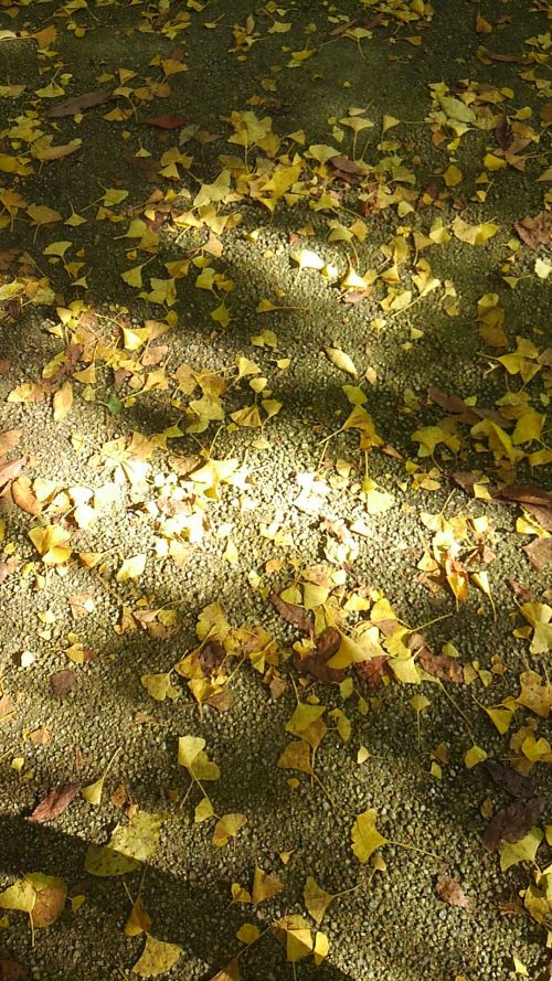 落ち葉が日に照らされています。