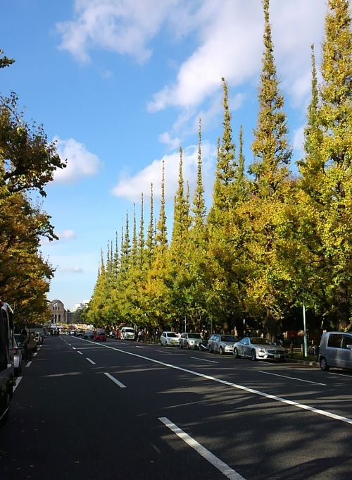 外苑前の銀杏並木。