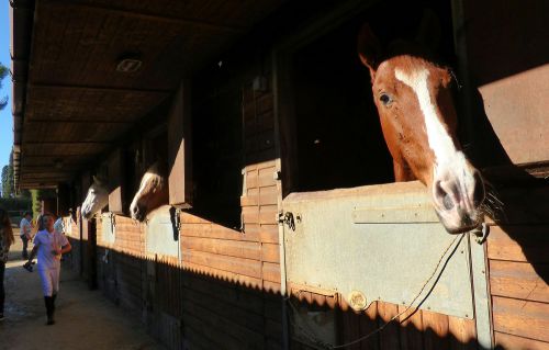 馬小屋には、２０頭くらい待機していました。