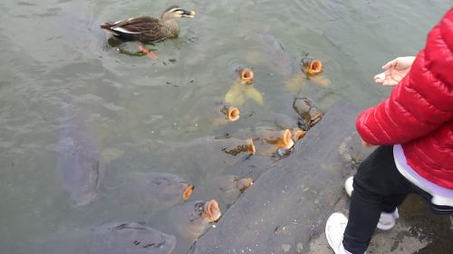 コイがいっぱいいます。怖い。