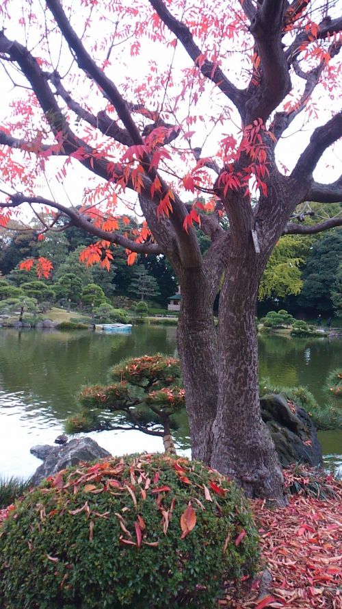 紅葉がきれいです。