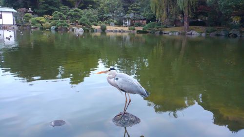 鳥が石の上で静止していました。立ち姿が美しい。