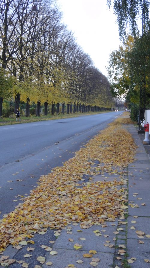１０月２５日　上の写真からたった４日であっという間に葉が落ちました。