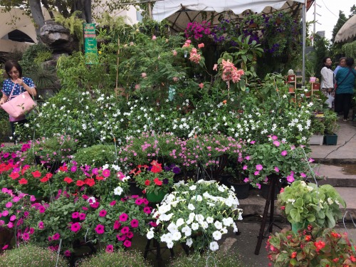 花と観葉植物がいっぱいです