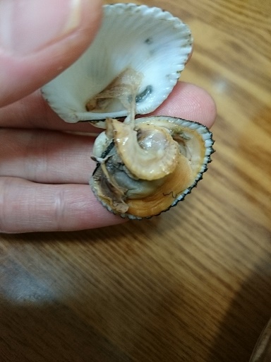 つけダレは、赤唐辛子酢味噌または、醤油にゴマやネギ・ごま油などを混ぜたもので！