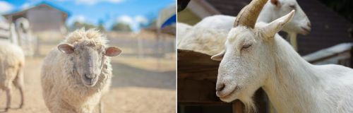 「ヒツジ」と「ヤギ」