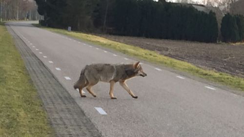 2日前、初めて撮影された『150年ぶりのオオカミ』。