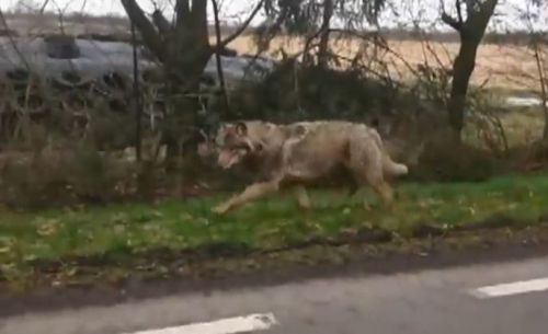 自動車から撮影されたオオカミ。(画像提供：Nu.nl)