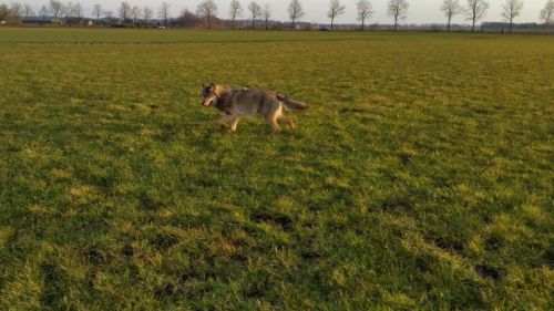 平野を走るオオカミ。（画像提供：AD.nl）