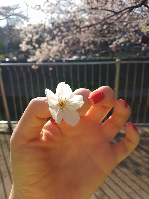 落ちていた花をひろいました。