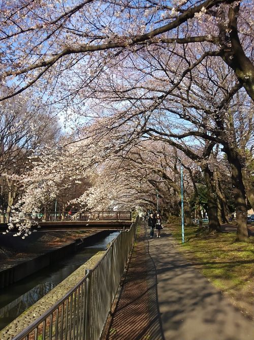 川沿いにサクラの木があります。