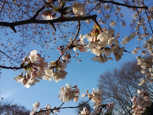 青空にうすピンクが美しいです。