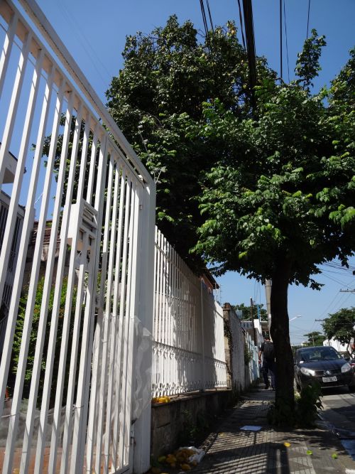 街路樹のスターフルーツの木