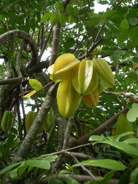 スターフルーツ