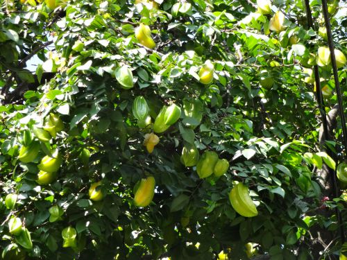 街路樹にたわわに実ったスターフルーツ