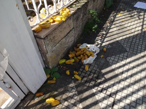 街路樹から落下したスターフルーツとそれを詰めたビニール袋