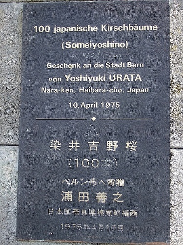 １００本のソメイヨシノの木を贈られたのは、奈良県の浦田善之さん。満開のベルンの桜を見にスイスへ再訪されたりするのかな。