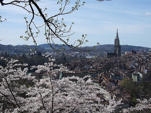 スイスの首都であり古都でもあるベルンの街と、日本のソメイヨシノがとてもマッチしています。