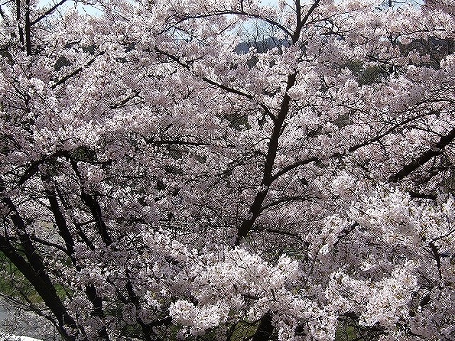日本の桜並木にはとてもかないませんが、スイスの桜並木も風情があります。