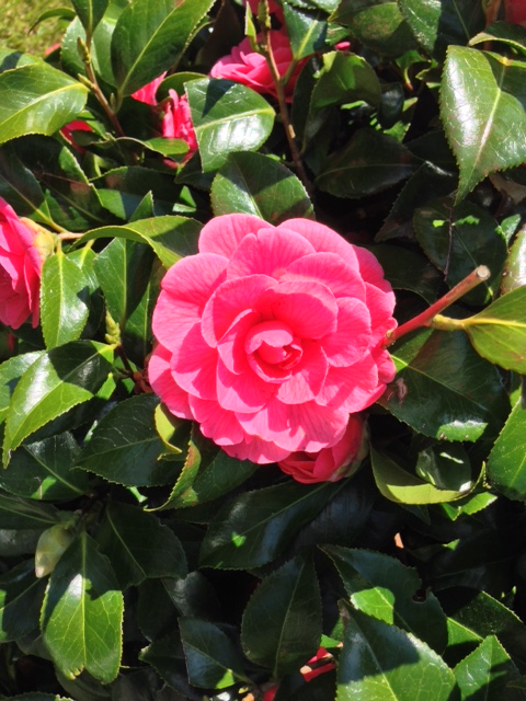 きれいなうちに花が落ちて残念な椿ですが、日本を思い出す花のひとつです